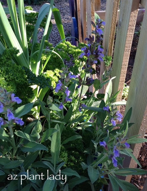 Neglected Herbs