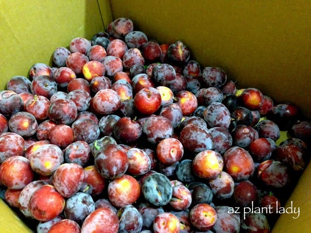 Plums harvest