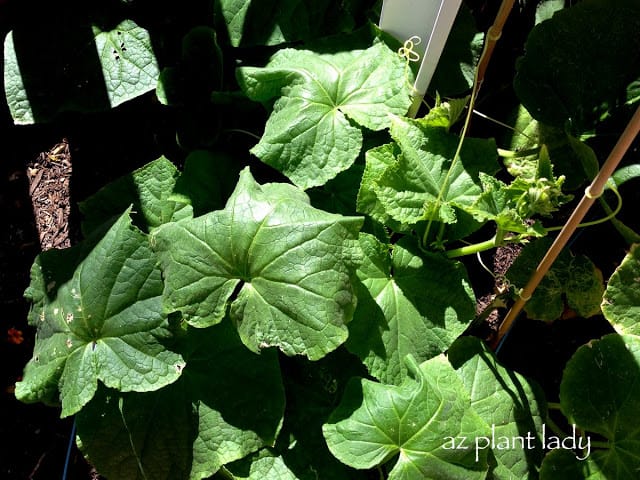 vegetable garden