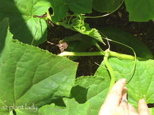 cucumber plants