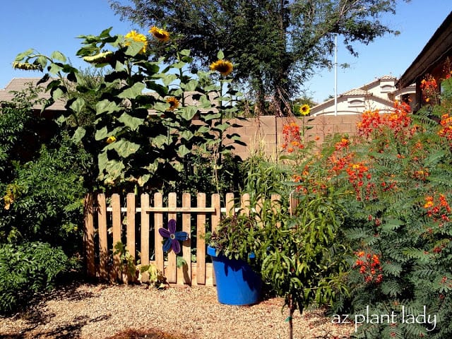 Summer Edible Garden