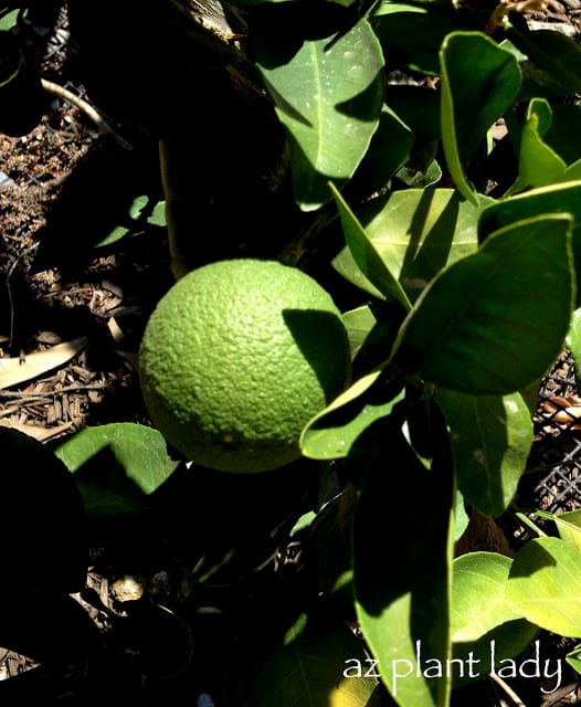 Arizona sweet orange tree