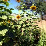 shade tomato plants