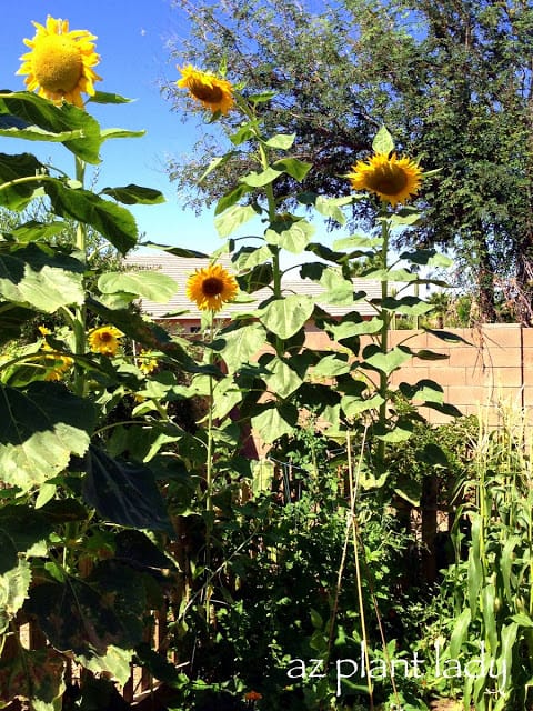 Image of Tomato plants next to sunflowers