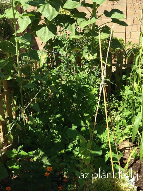 shade tomato plants