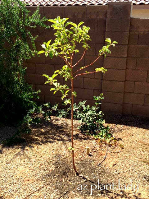 two apple trees