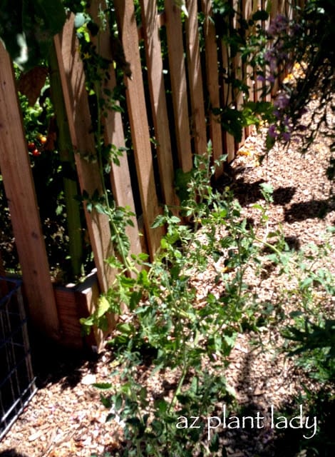 cherry tomato plants