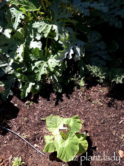 zucchini plant