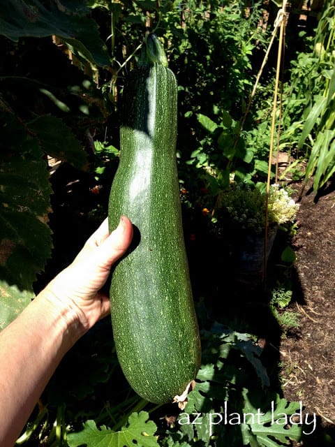 zucchini plant