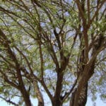 Mesquite tree