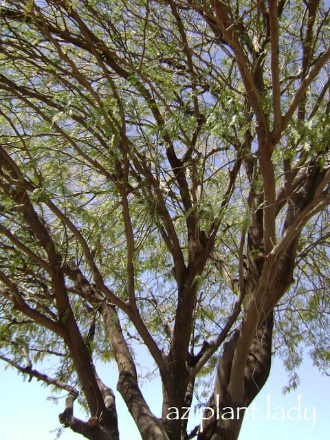 Mesquite tree