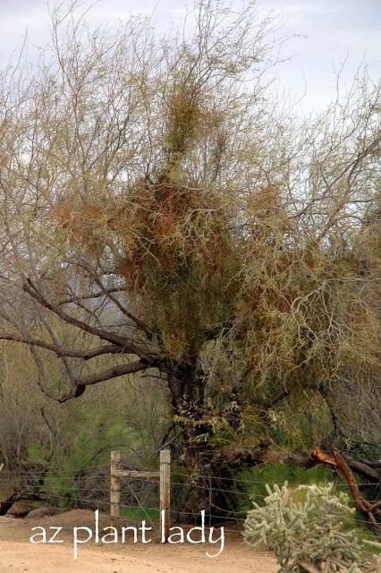 Mesquite tree heavily infested with mistletoe.