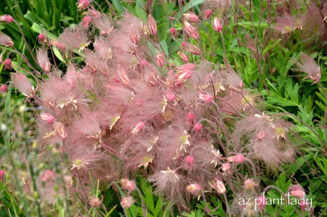 Prairie Smoke