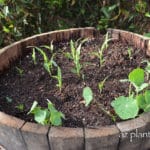 Container Corn