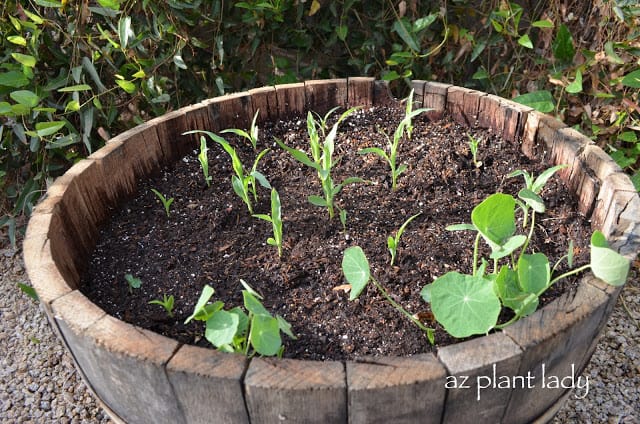 Container Corn