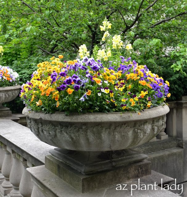  For those of you who are only interested in gardening content, here is a container of violas that we saw at the Art Institute of Chicago.  This will be the only gardening part of this blog post :-)