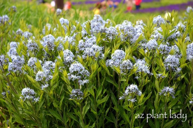 Green Spaces of Chicago