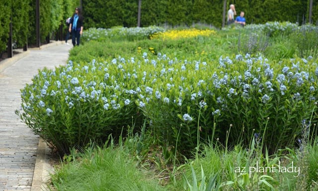 Green Spaces of Chicago