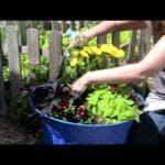 Garden Video