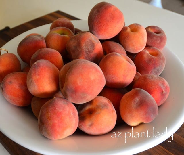 own peach tree.