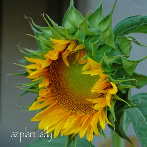 sunflowers 