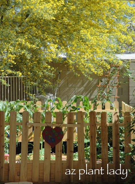 vegetable garden