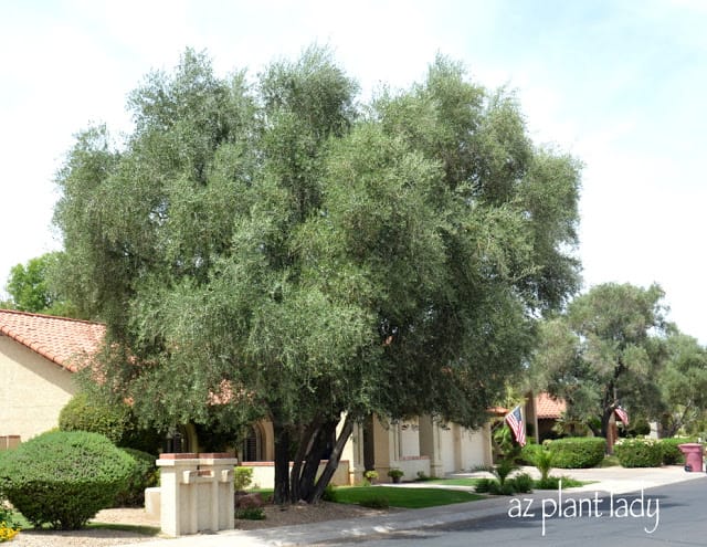 Olive Tree (Olea europaea): How to Grow and Care with Success