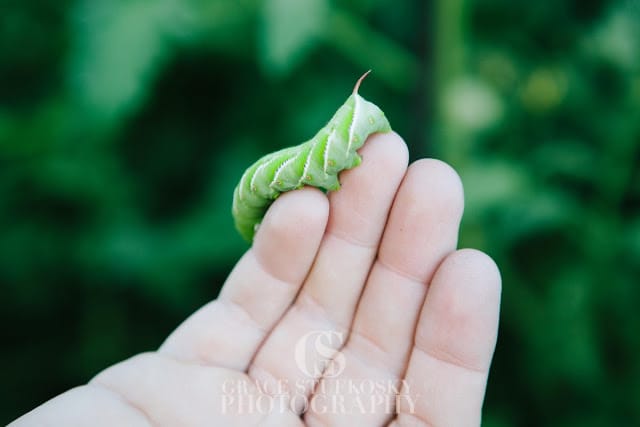 tomato hornworm