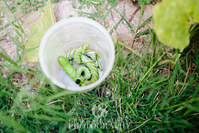 Tomato hornworm