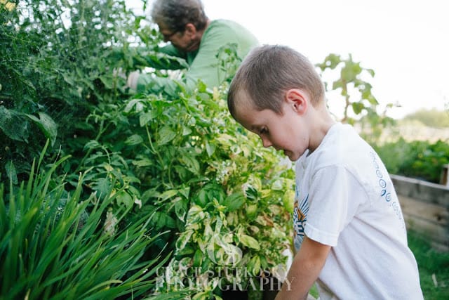 Tomato hornworms 