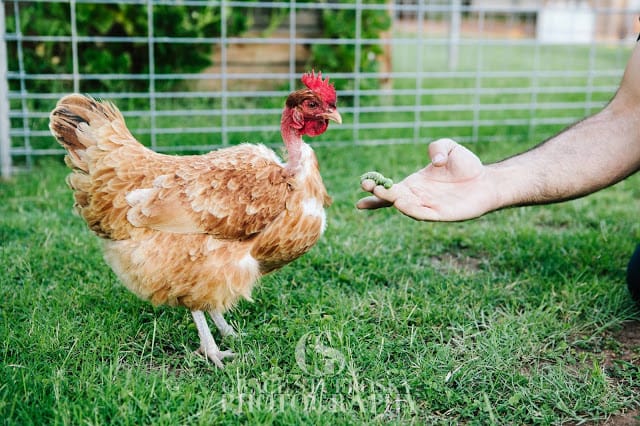 My sister's chicken Francie is a 'naked-neck' chicken and yes, she is supposed to look that way