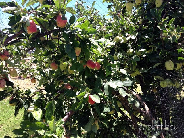 Apple harvest at the family farm