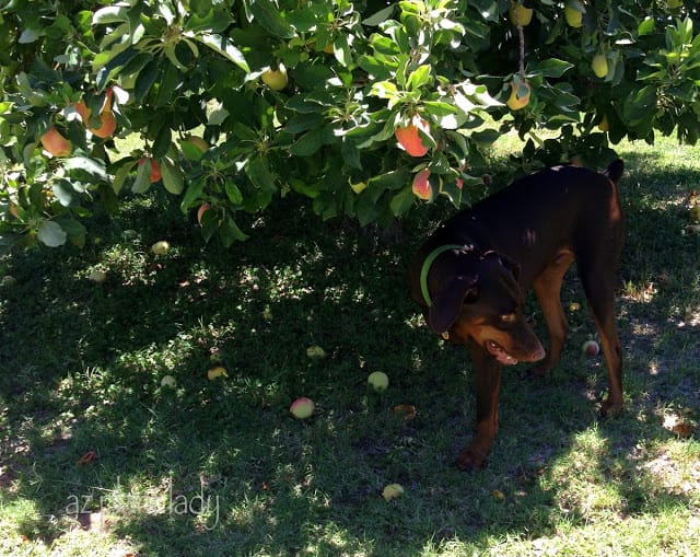 Apple harvest at the family farm