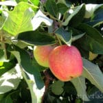 4th annual apple harvest at the family farm.