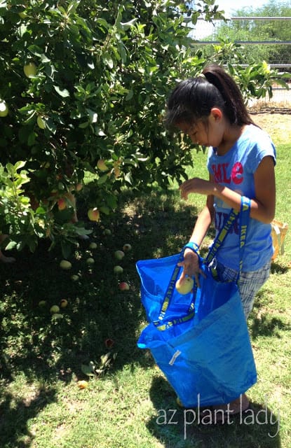 Apple harvest at the family farm