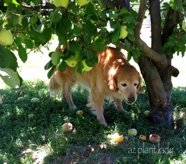 enjoying a feast of apples