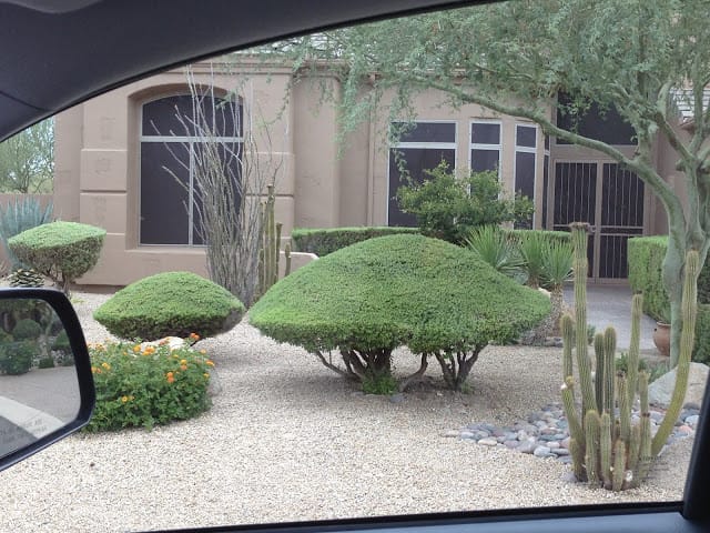 Texas sage shrub