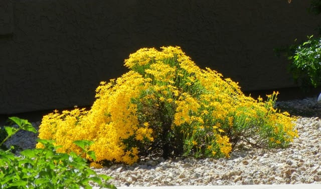 Damianita(Chrysactinia mexicana)