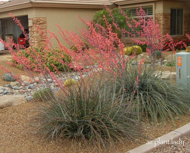 Red Yucca(Hesperaloe parviflora)