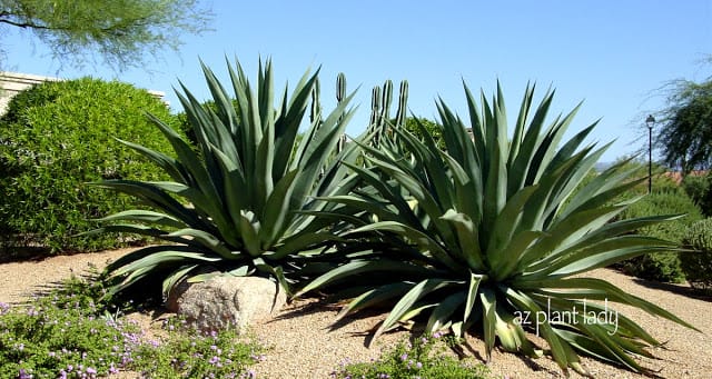 Perennials and Succulents