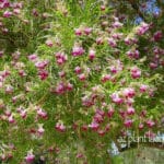 Desert Willow