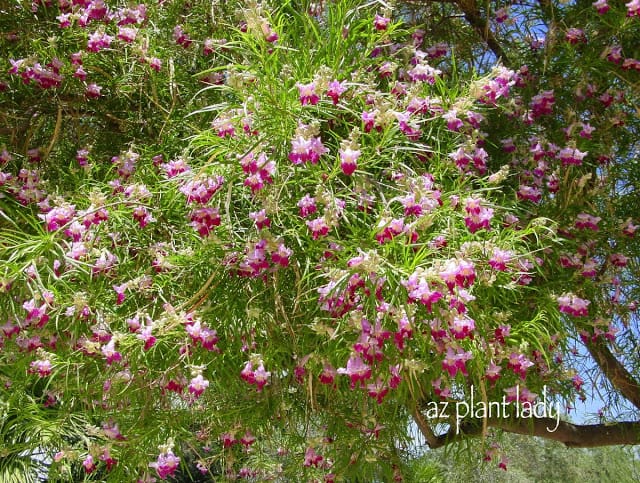 Desert Willow