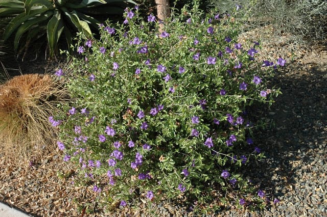 Baja Ruellia