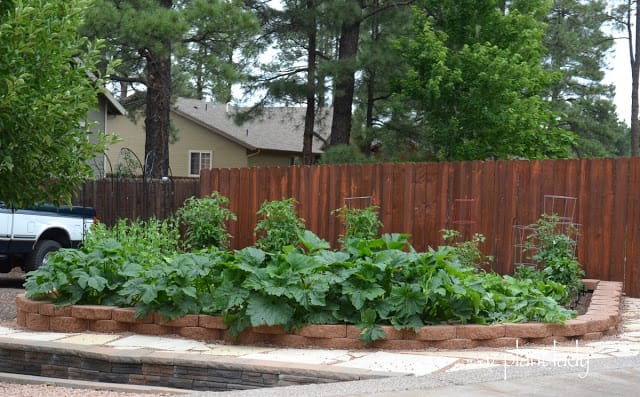 bountiful vegetable garden