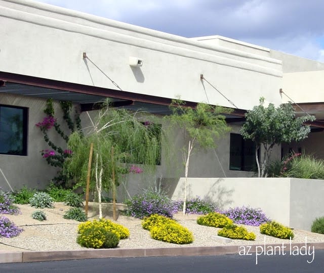 Newly planted landscape with Purple Trailing Lantana, Parry's Penstemon, Desert Spoon, Palo Blanco trees and Damianita