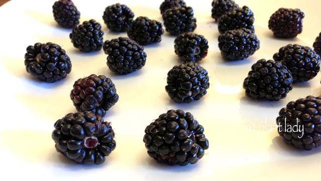 berries 