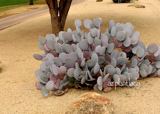 Purple Prickly Pear