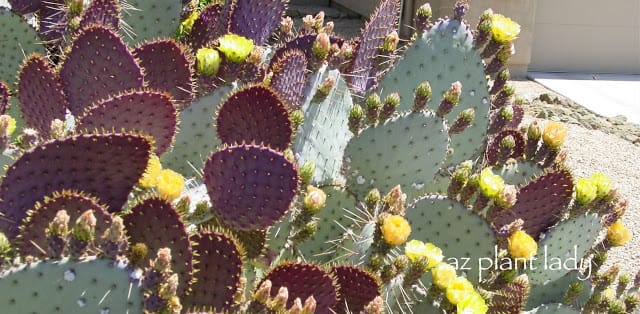 Purple Prickly Pear