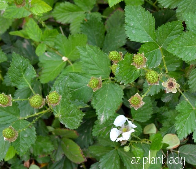 Blackberry plant