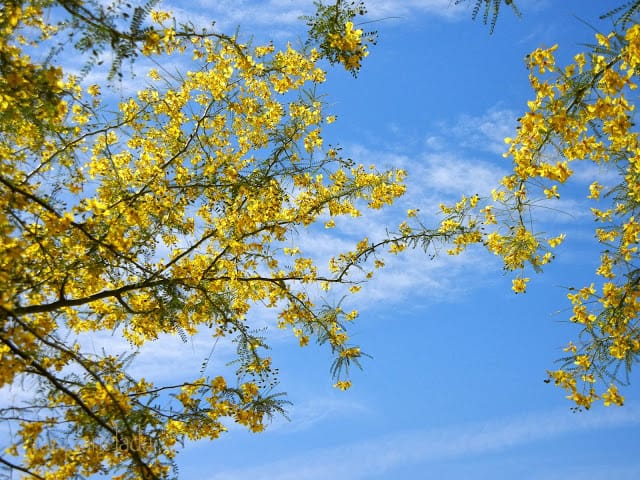 Palo Verde tree